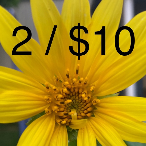 Meet your Posher, Noelle - Picture 2 of 3